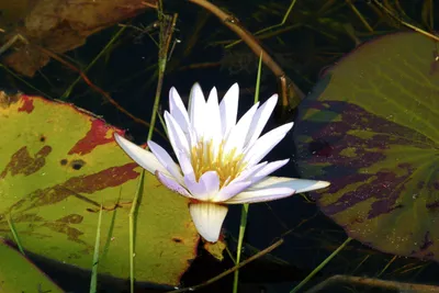 Seerose im Okavango-Delta_2