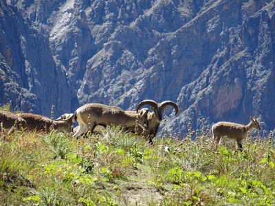 Tierbeobachtung im Dolpo – Blauschafe