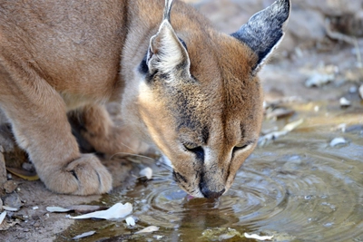 Trinken am Wasserloch