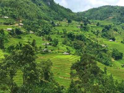 Reisterrassen Hoang Su Phi