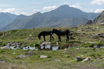 Pferde im Naturpark Sorteny