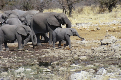 Elefant mit Familie 3