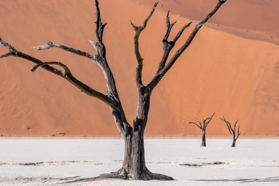 DeadVlei-Baum-Portrait