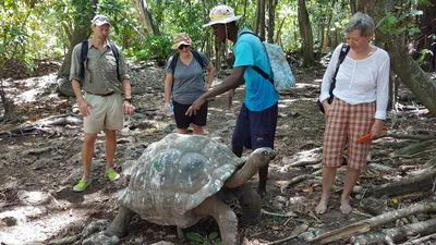 Riesenschildkröte  Cousin Island