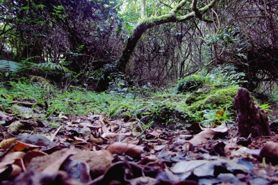 Regenwald Marangu Route