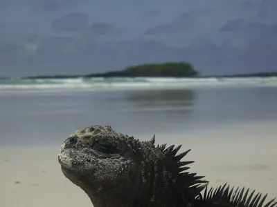 Galapagos Leguan 2