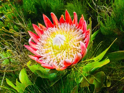 Blühende Protea