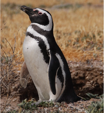 Magellan Pinguin