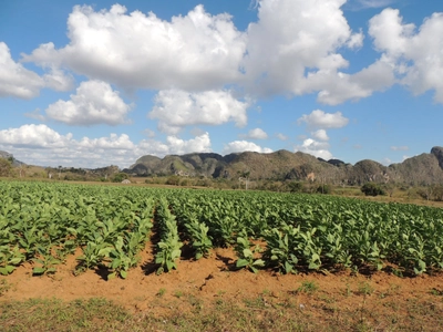 Tabakfeld Vinales