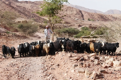 Jordanien Hirte Ziegenherde_2