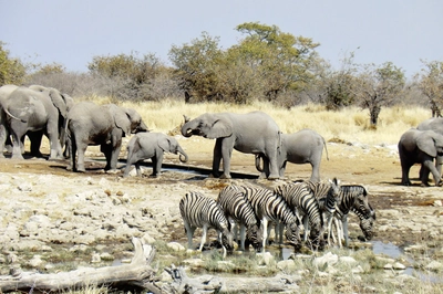 Wasserloch mit Zebras und Elefanten