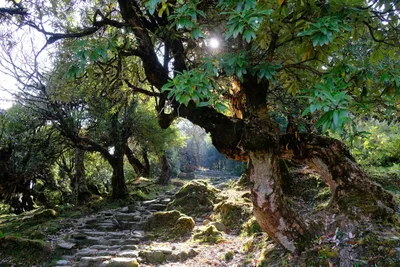 Nepal, Himalaya, rund um Tatopani - ein tropischer Wald mit Bambus, Palmen und holzigen Farnen und riesigen Rhododendren. Während des Annapurna Circuit Trekkings.