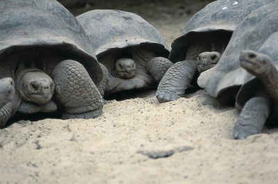 Riesen-Schildkröten auf Galapagos