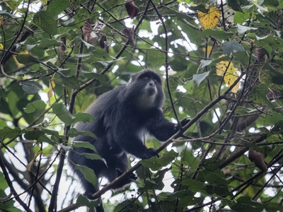 Diademmeerkatze hangelt sich durch die Baumkronen am Kilimanjaro