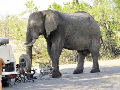 Elefant im Camp_2