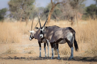 Namib-Desert-Camp-Oryx