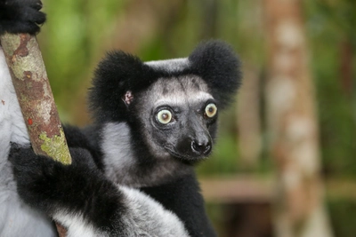 Madagaskar-Indri