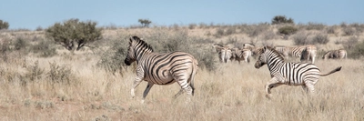 Kalahari-Laufende-Zebras