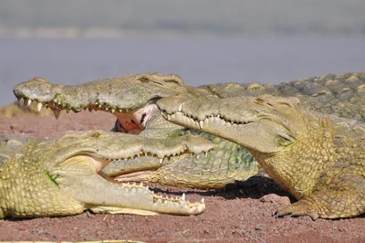 Krokodile am Lake Chamo