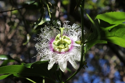 Passionsfruchtblüte