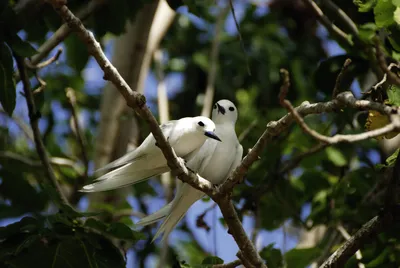 Seychellen Vögel