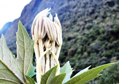 Pumamaqui Cotopaxi