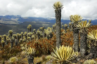 Kolumbien Tolima HochlandTolima Hochland