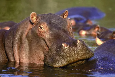 Hippos