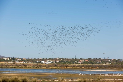 Ria Formosa