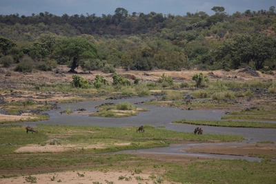 Südafrika-Krüger-Nationalpark-Tiere-am-Trinken