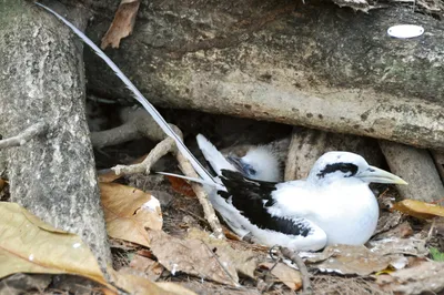 Seychellen Vogelnest