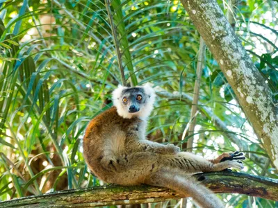 Madagaskar Lemur entspannt auf Baum