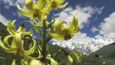 Blumenwiese in Swanetien