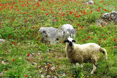 Schaf im Mohnfeld bei Chefchaouen