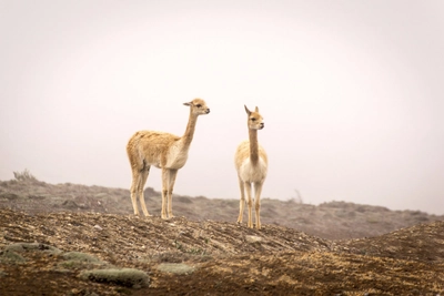 Vicunas Chimborazo