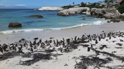 Südafrika-Pinguine-Simonstown