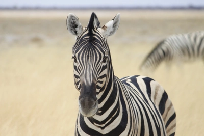 Namibia-Zebra-im-Etoscha-Park