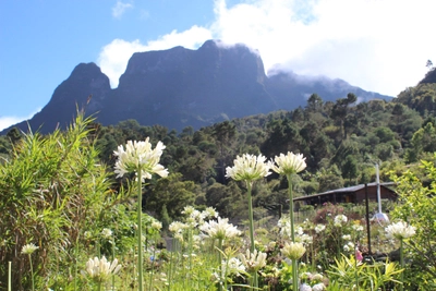 Blumen im Cirque de Mafate