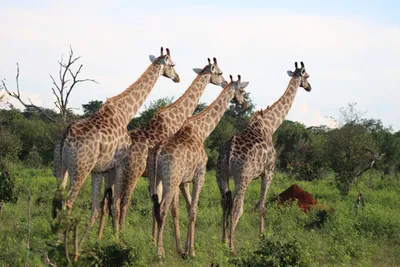 Botswana-Chobe-Riverfront-Giraffen-Gruppe