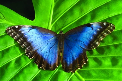 Costa-Rica-Mariposa-Schmetterling