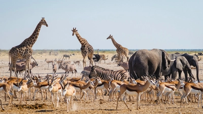 Tiere im Etosha