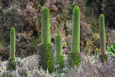 Lobelien im Ruwenzori-Gebirge