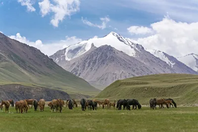 Pferdeherde im Tien Shan_2