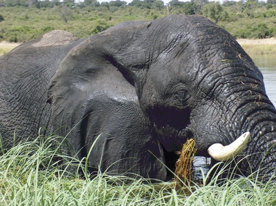 Elefant im Chobe Fluss 2