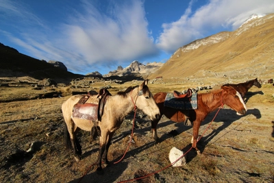 Peru Cordillera Huayhuash Esel