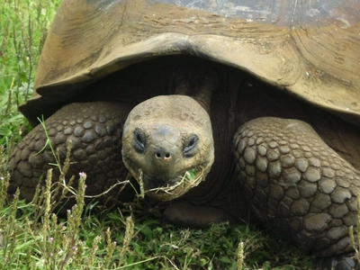 Galapagagos Schildkroeten 2