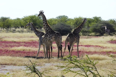 Giraffenfamilie Etosha_2