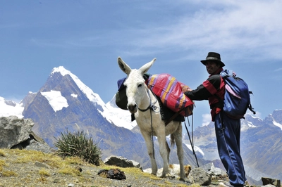 Muli und sein Führer auf Sambuyopass Huayhuash