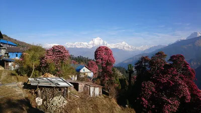 Blick vom Dorf Ghorepani auf die Dhaulagiri-Kette