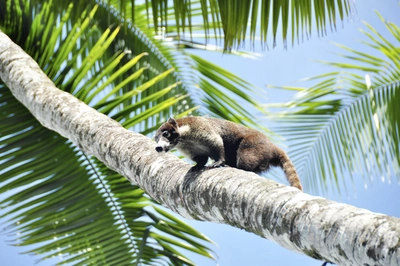  Corcovado Nasenbaer